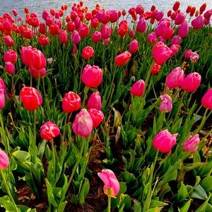 Meet your Posher, Monique